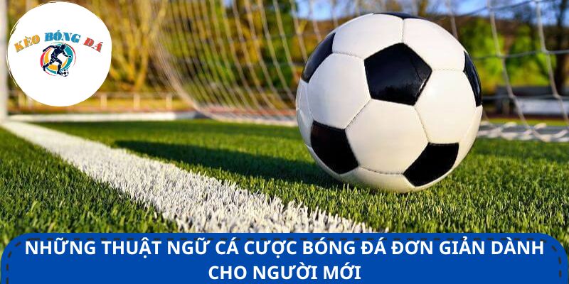Những thuật ngữ cá cược bóng đá đơn giản dành cho người mới